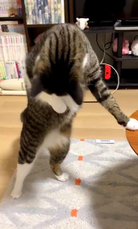 左を見る豆苗さん