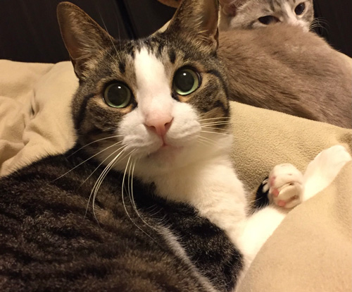 豆苗さんアップ