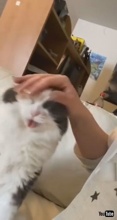 「Cat Headbutts Owner's Arm Demanding to be Pet - 1182708」