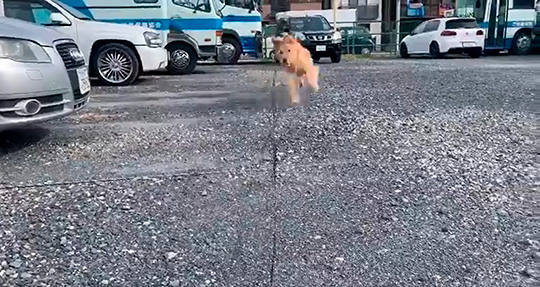 犬