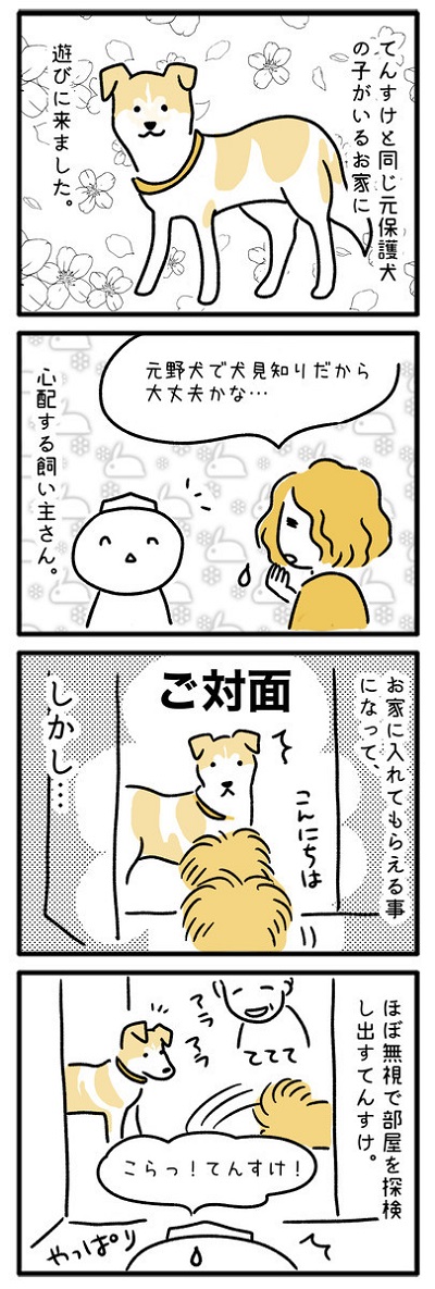 てんすけ君