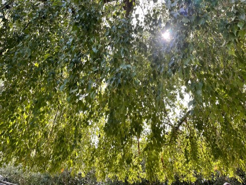 ダルビッシュ聖子 山本聖子 ダルビッシュ有 サンディエゴ・パドレス