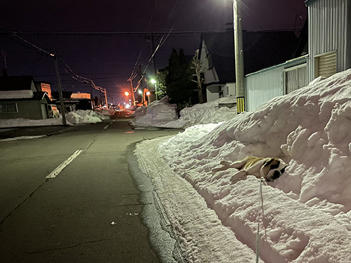 雪と夜のダンテくん
