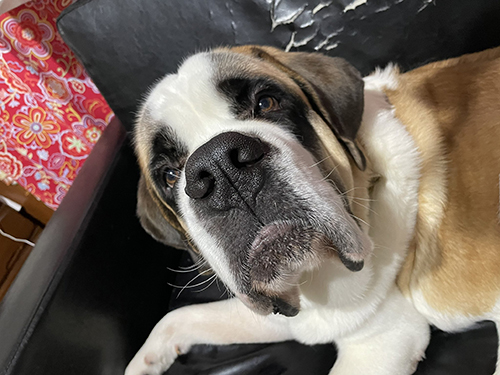 上目遣いダンテくん