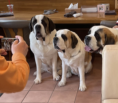 ママさんと弟くんとダンテくん