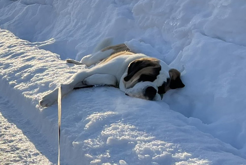 雪と昼のダンテくんアップ