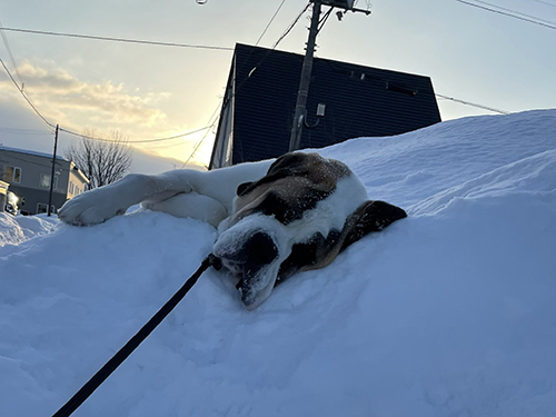 寝転がりダンテくん顔アップ