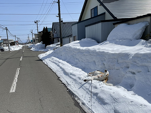 雪とへそ天ダンテくん