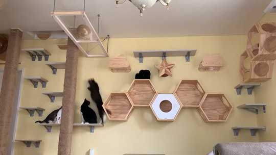 ネコ部屋 猫 落下 ジャンプ 失敗 もらい事故