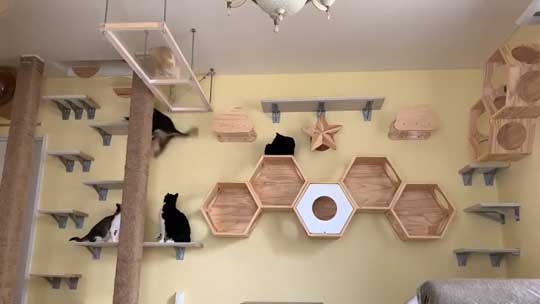 ネコ部屋 猫 落下 ジャンプ 失敗 もらい事故