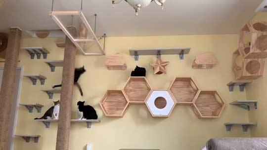 ネコ部屋 猫 落下 ジャンプ 失敗 もらい事故