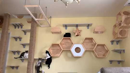 ネコ部屋 猫 落下 ジャンプ 失敗 もらい事故