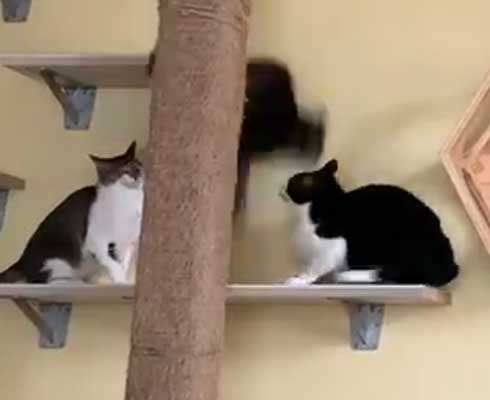 ネコ部屋 猫 落下 ジャンプ 失敗 もらい事故