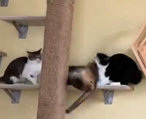 ネコ部屋 猫 落下 ジャンプ 失敗 もらい事故