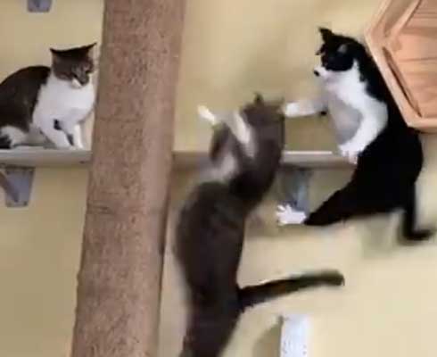 ネコ部屋 猫 落下 ジャンプ 失敗 もらい事故