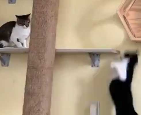 ネコ部屋 猫 落下 ジャンプ 失敗 もらい事故