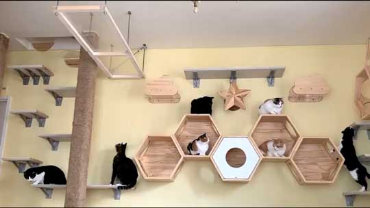 ネコ部屋 猫 落下 ジャンプ 失敗 もらい事故