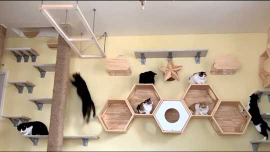 ネコ部屋 猫 落下 ジャンプ 失敗 もらい事故