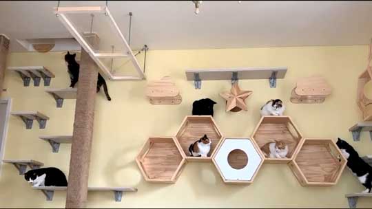 ネコ部屋 猫 落下 ジャンプ 失敗 もらい事故