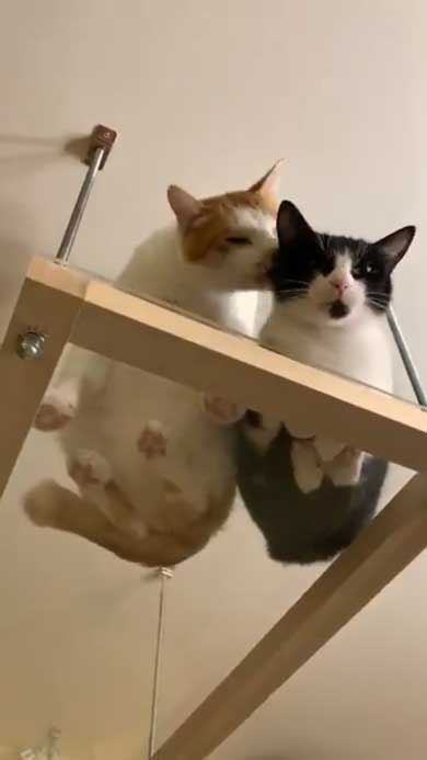 ネコ部屋 猫 落下 ジャンプ 失敗 もらい事故