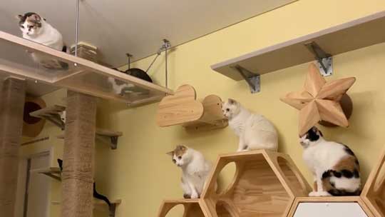 ネコ部屋 猫 落下 ジャンプ 失敗 もらい事故