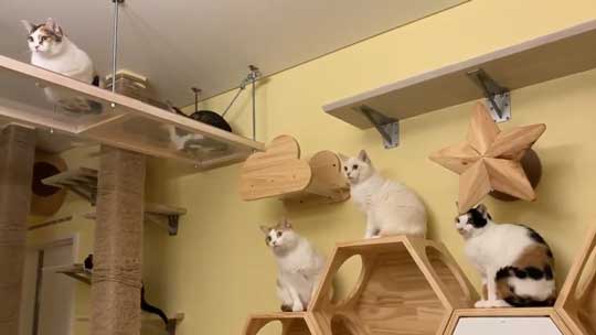 ネコ部屋 猫 落下 ジャンプ 失敗 もらい事故