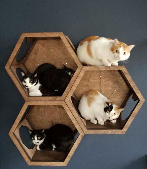 ネコ部屋 猫 落下 ジャンプ 失敗 もらい事故