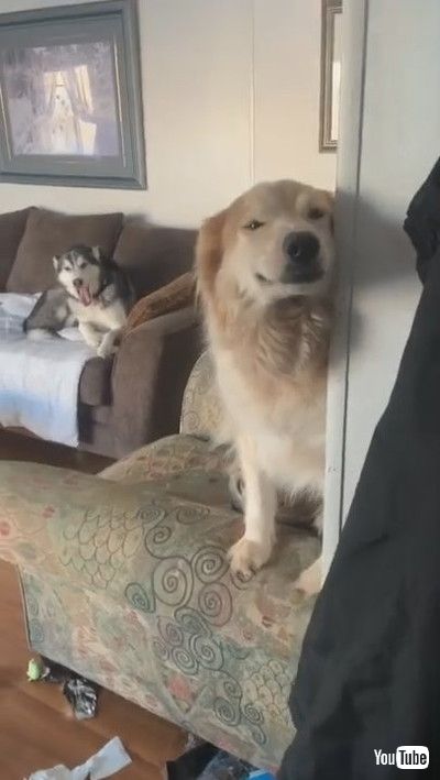 「Smiling Doggy is Proud of Homemade Mess || ViralHog」