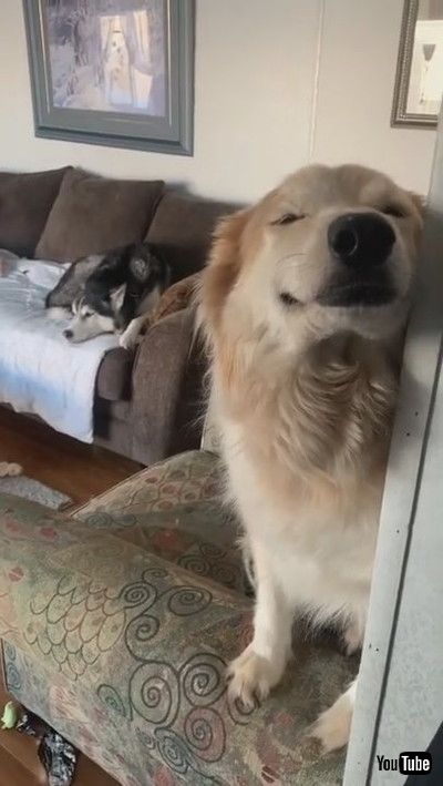 「Smiling Doggy is Proud of Homemade Mess || ViralHog」