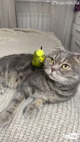 Climbs All Over Feline