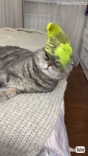 Climbs All Over Feline