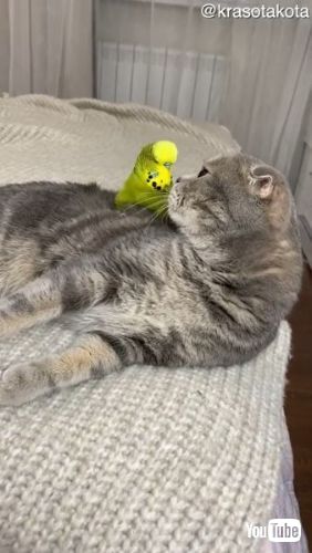 Climbs All Over Feline