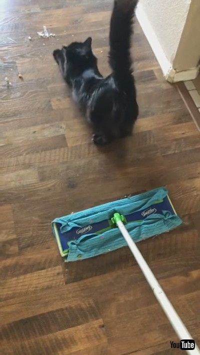 「Sweeping is Difficult with Nyx Around || ViralHog」