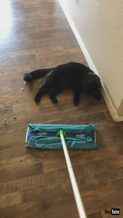 「Sweeping is Difficult with Nyx Around || ViralHog」