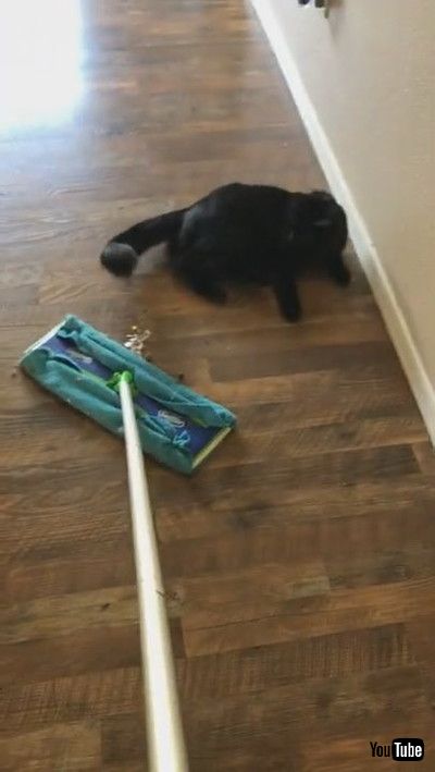 「Sweeping is Difficult with Nyx Around || ViralHog」