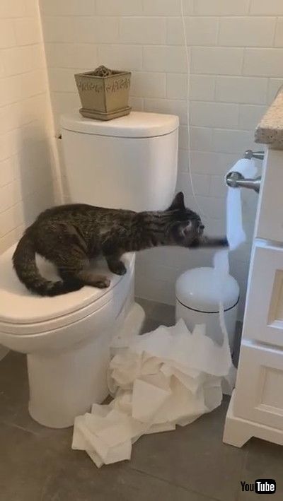 「Troublesome Kitty Uses the Whole Roll || ViralHog」