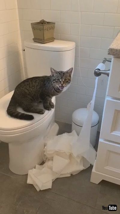 「Troublesome Kitty Uses the Whole Roll || ViralHog」