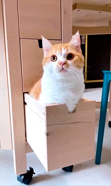 MeowMeowARUPACAさん