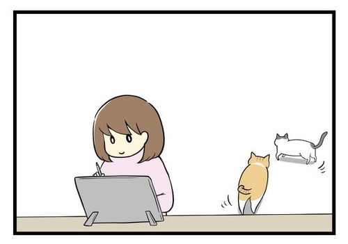 猫