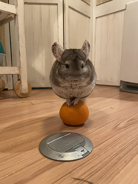 たまのりまりもさん正面