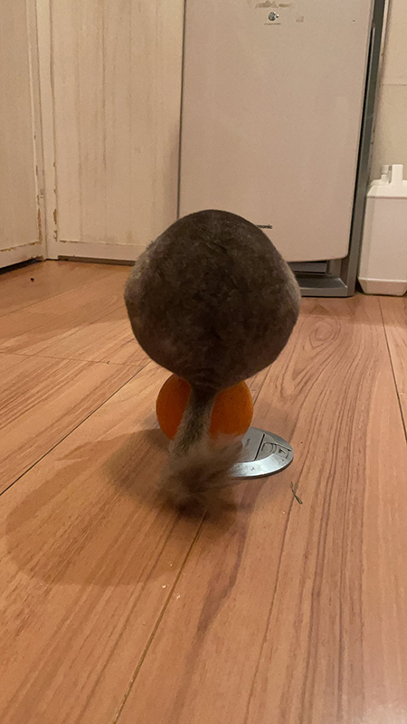 たまのりまりもさん後ろ