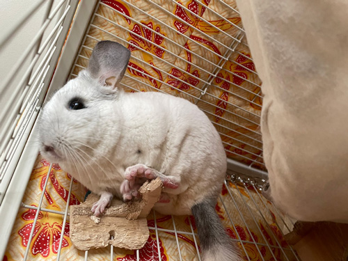 細いところに乗るチンチラ