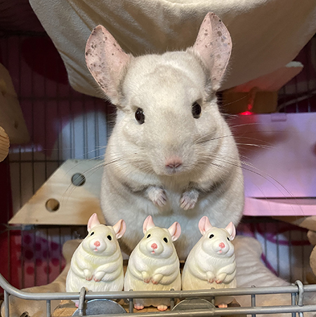 チンチラとチンチラフィギュア
