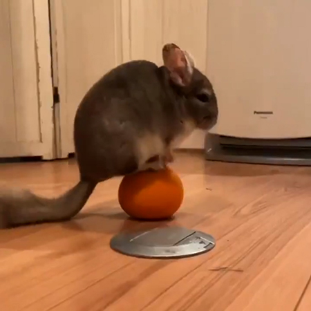 たまのりまりもさん動画2