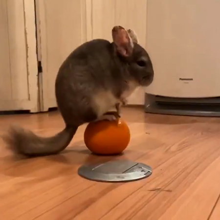 たまのりまりもさん動画3