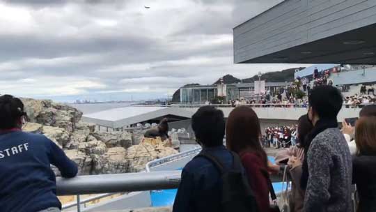 飼育員 制球力 エグすぎる 大分 水族館 うみたまご トド パフォーマンス
