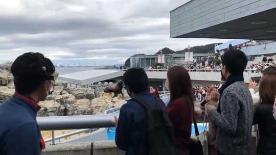 飼育員 制球力 エグすぎる 大分 水族館 うみたまご トド パフォーマンス