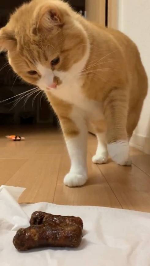 猫 ドン引き かりんとう さんて君