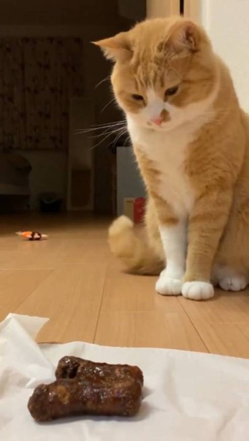 猫 ドン引き かりんとう さんて君