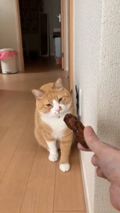 猫 ドン引き かりんとう さんて君